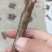 种植基地【龙蟠嫁穗】诚信经营，客户至上！龙蟠接穗