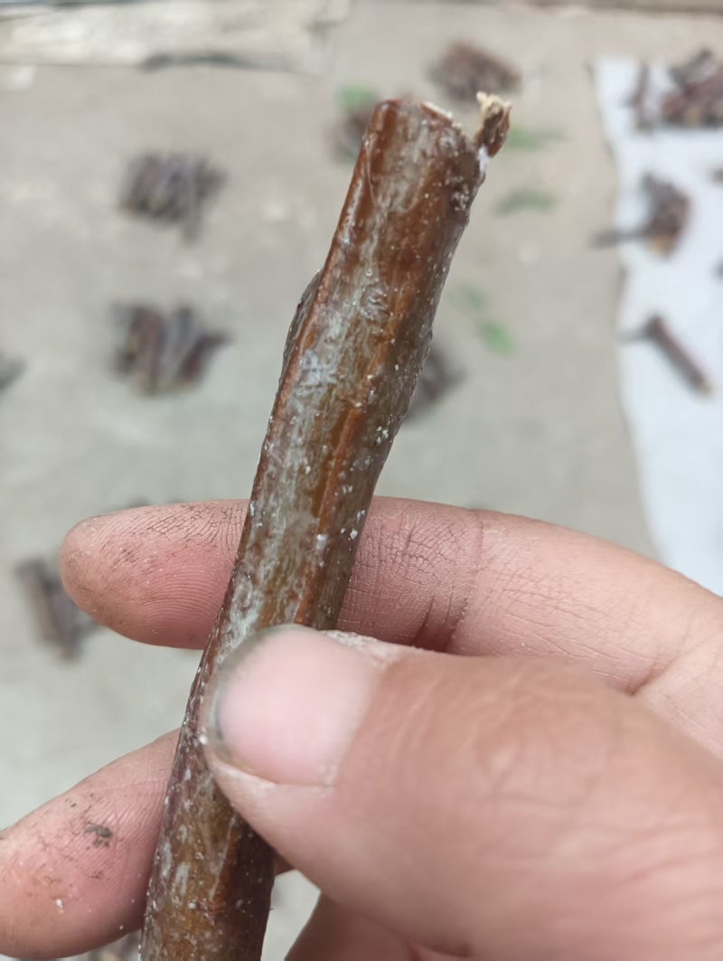 种植基地【龙蟠嫁穗】诚信经营，客户至上！龙蟠接穗