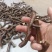 种植基地【龙蟠嫁穗】诚信经营，客户至上！龙蟠接穗