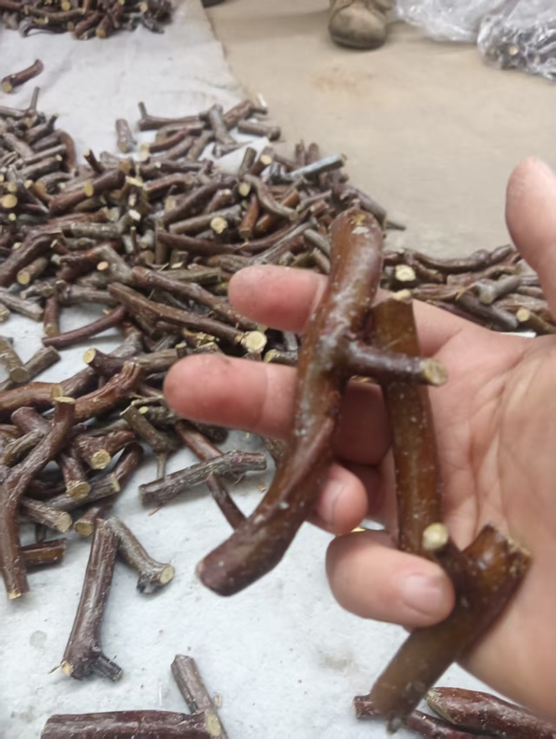 种植基地【龙蟠嫁穗】诚信经营，客户至上！龙蟠接穗