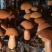 云南西双版纳人工黄牛肝菌（见手青）诚信经营，欢迎选购