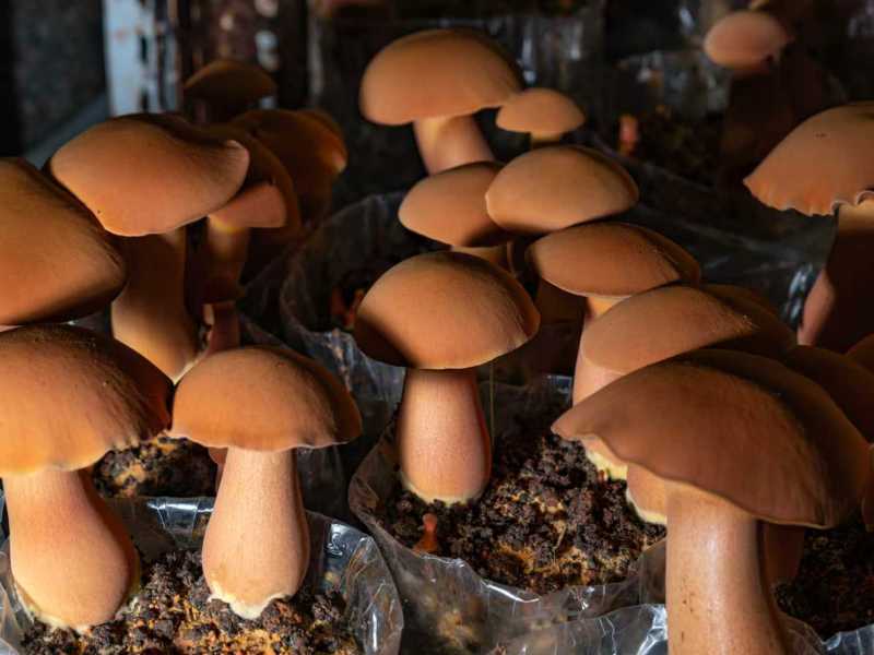 云南西双版纳人工黄牛肝菌（见手青）诚信经营，欢迎选购