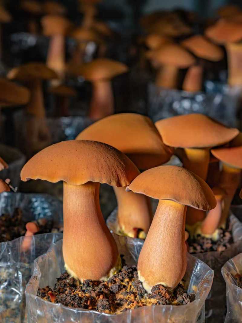 云南西双版纳人工黄牛肝菌（见手青）诚信经营，欢迎选购