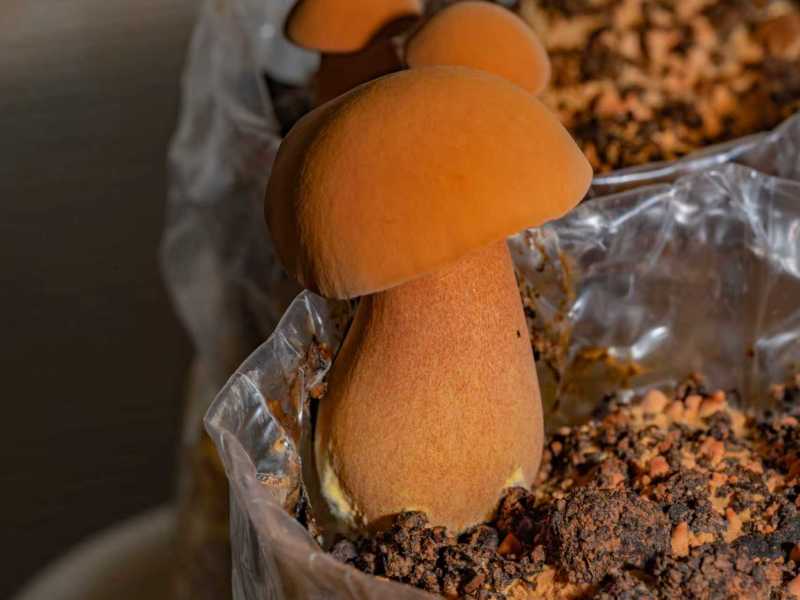 云南西双版纳人工黄牛肝菌（见手青）诚信经营，欢迎选购