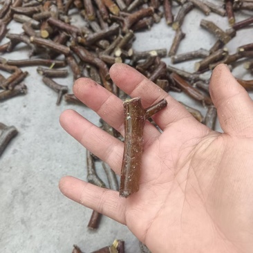油蟠嫁穗【山东沾化枣树苗基地】支持视频看货，可发往全国