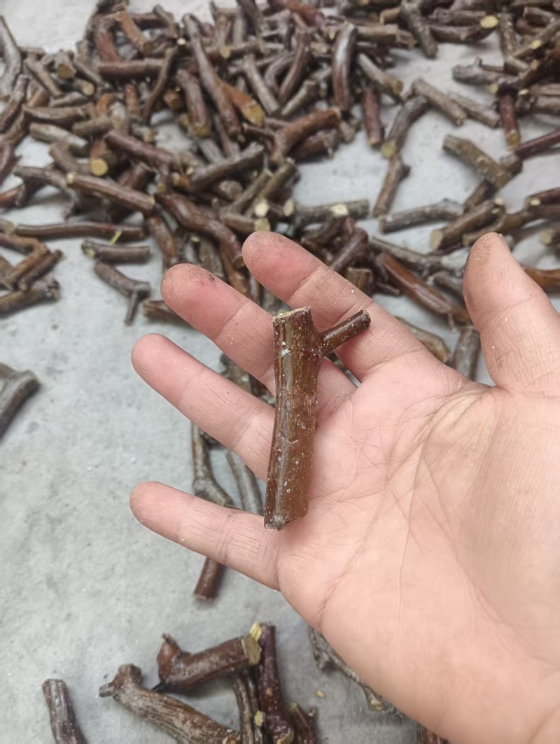 油蟠嫁穗【山东沾化枣树苗基地】支持视频看货，可发往全国