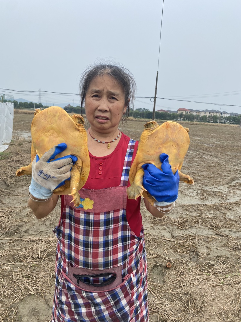 中华鳖生态甲鱼外塘散养健康滋补鲜活甲鱼量大从优