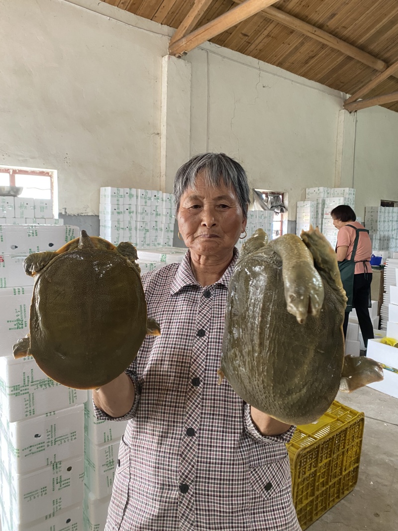 中华鳖生态甲鱼外塘散养健康滋补鲜活甲鱼量大从优