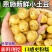 恩施精品小土豆支持一件代发