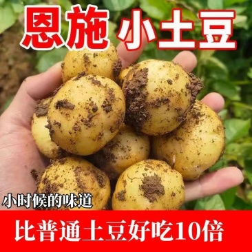 恩施精品小土豆支持一件代发