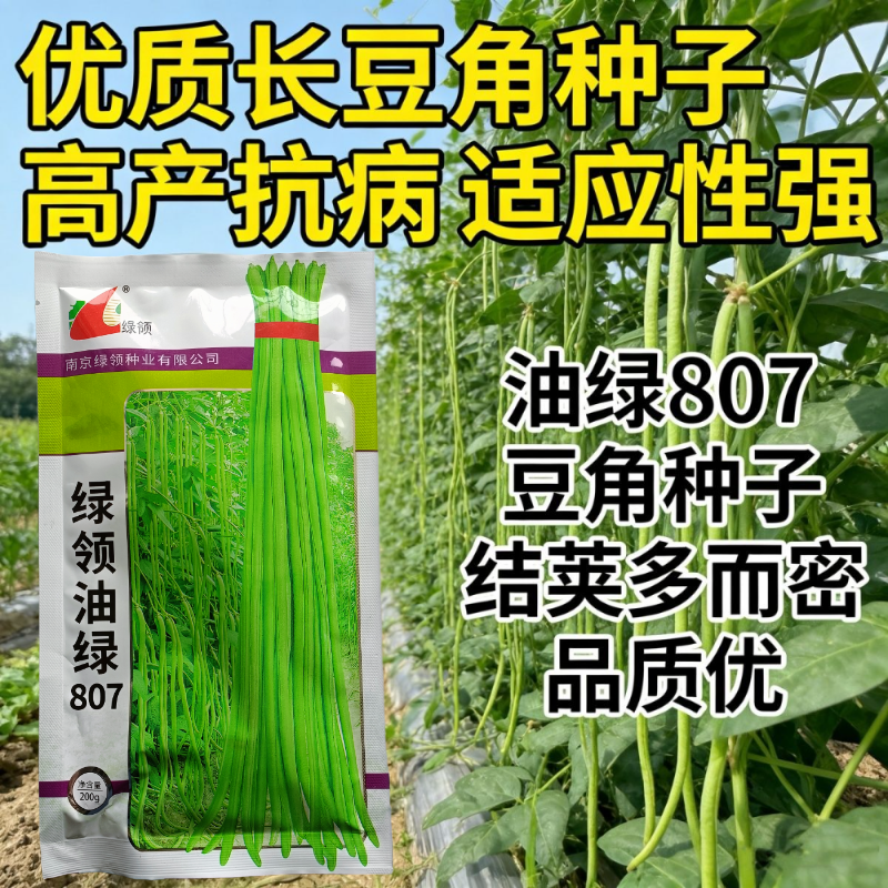 绿领绿油807豇豆种子早熟高产耐热四季播大田长豆角原装品
