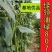绿领绿油807豇豆种子早熟高产耐热四季播大田长豆角原装品