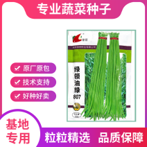 绿领绿油807豇豆种子早熟高产耐热四季播大田长豆角原装品