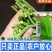 绿领绿油807豇豆种子早熟高产耐热四季播大田长豆角原装品
