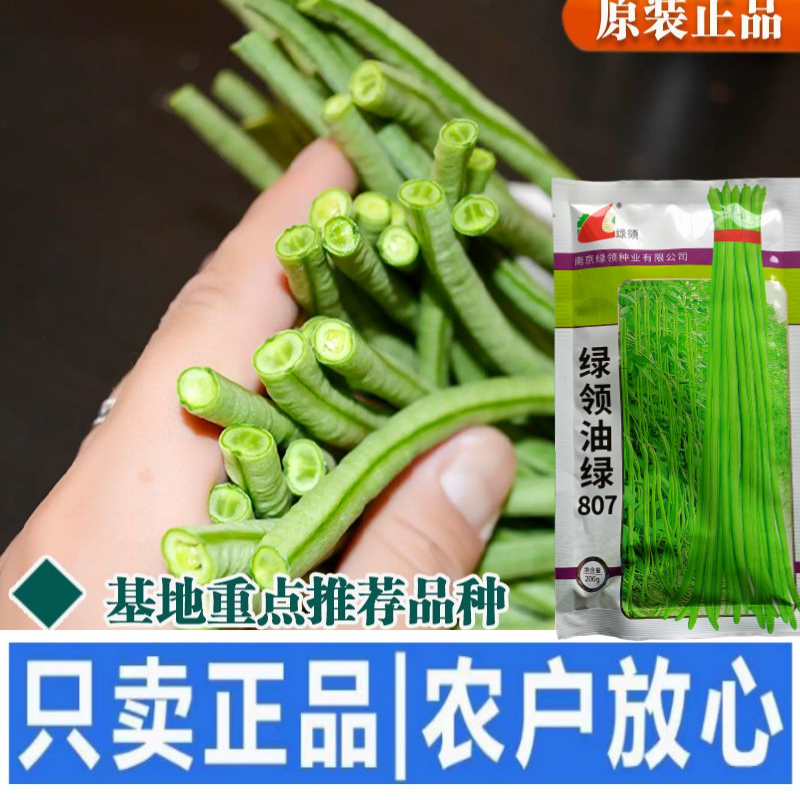 绿领绿油807豇豆种子早熟高产耐热四季播大田长豆角原装品
