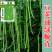 绿领绿油807豇豆种子早熟高产耐热四季播大田长豆角原装品