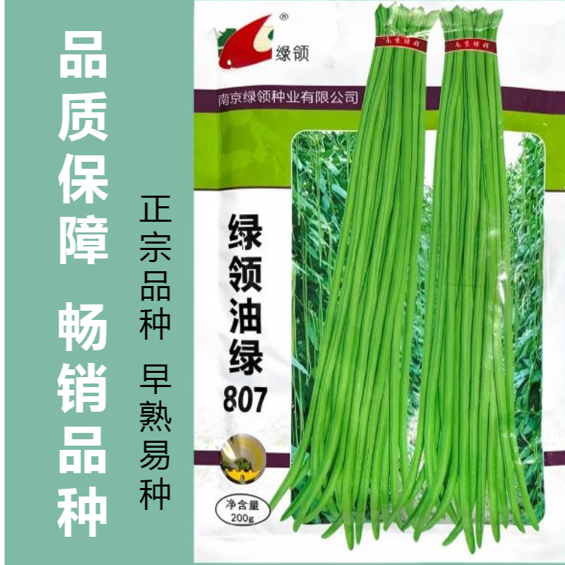 绿领绿油807豇豆种子早熟高产耐热四季播大田长豆角原装品
