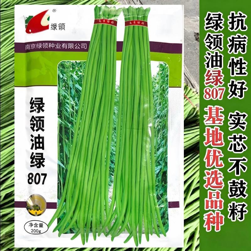 绿领绿油807豇豆种子早熟高产耐热四季播大田长豆角原装品
