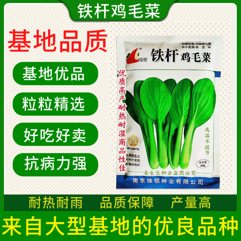 绿领铁杆鸡毛菜种子耐热耐湿小青菜种子生长快