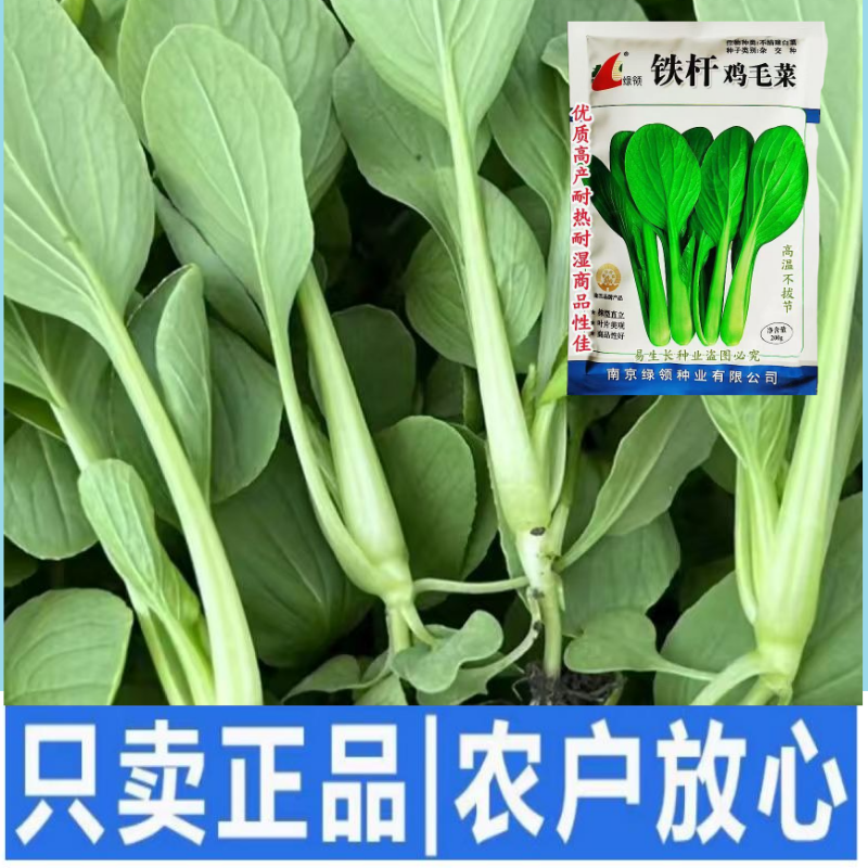 绿领铁杆鸡毛菜种子耐热耐湿小青菜种子生长快
