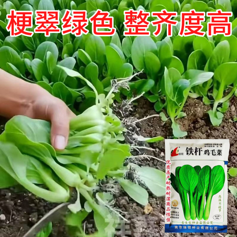 绿领铁杆鸡毛菜种子耐热耐湿小青菜种子生长快