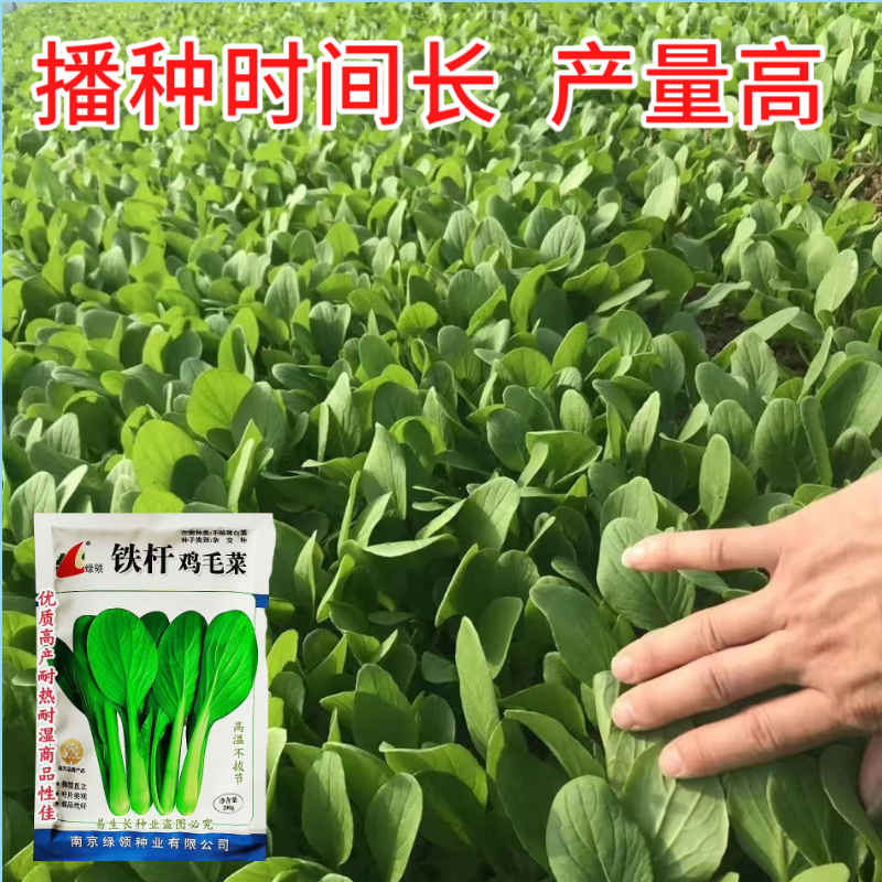 绿领铁杆鸡毛菜种子耐热耐湿小青菜种子生长快