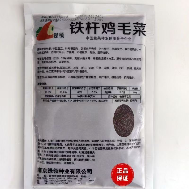 绿领铁杆鸡毛菜种子耐热耐湿小青菜种子生长快