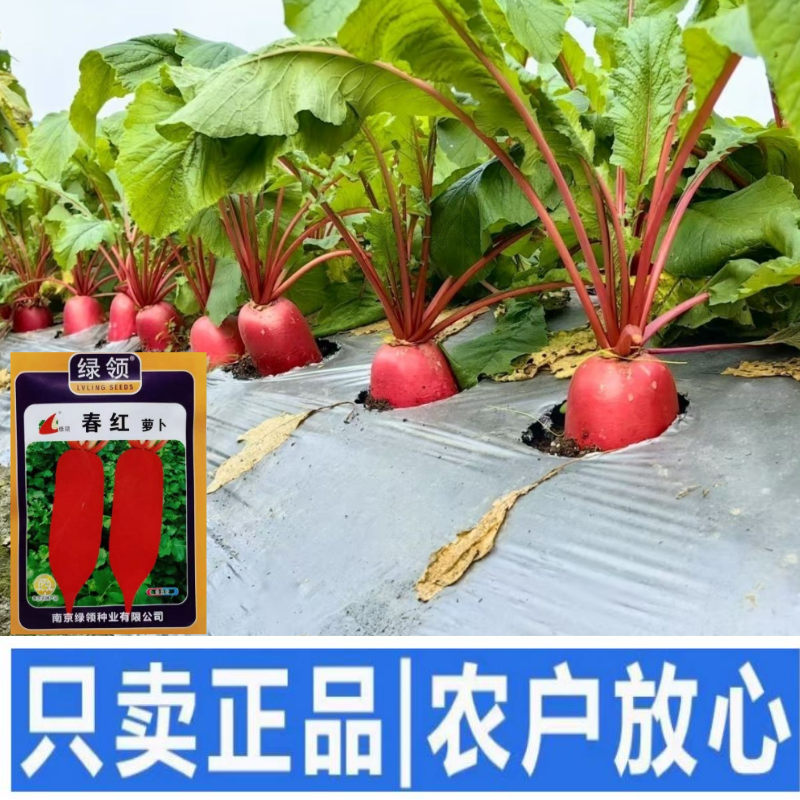 绿领春红萝卜种子中早熟高产抗病短圆筒形不易糠心萝卜种子白