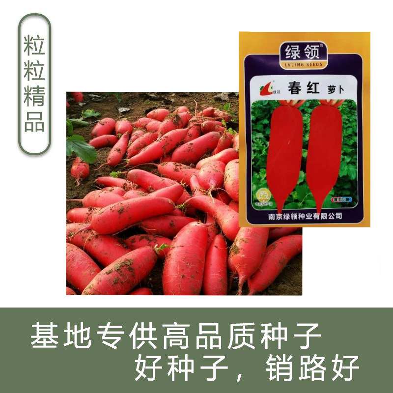 绿领春红萝卜种子中早熟高产抗病短圆筒形不易糠心萝卜种子白