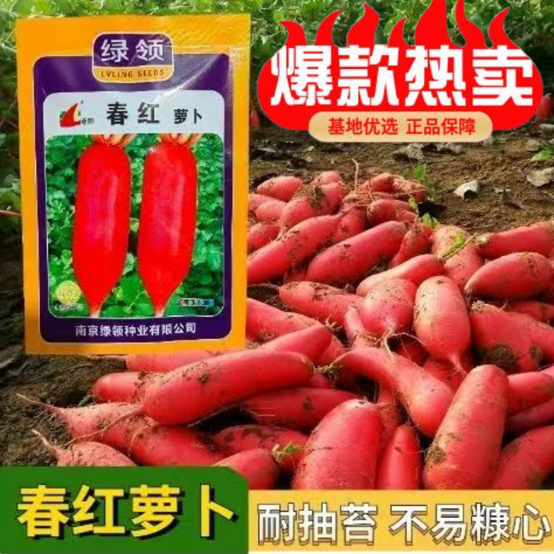 绿领春红萝卜种子中早熟高产抗病短圆筒形不易糠心萝卜种子白