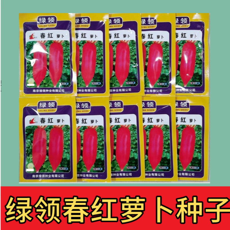 绿领春红萝卜种子中早熟高产抗病短圆筒形不易糠心萝卜种子白