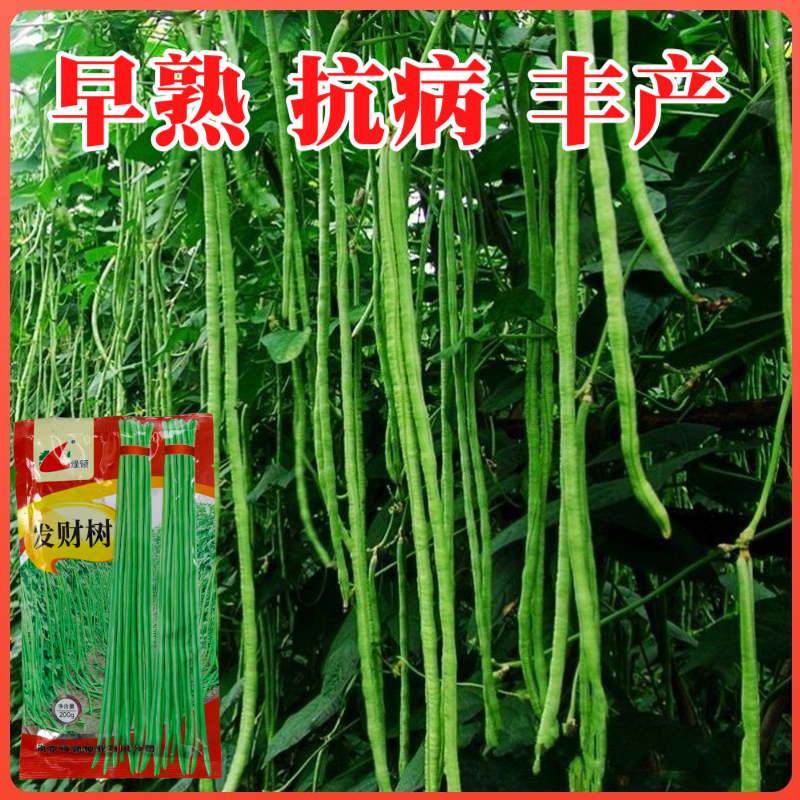 绿领发财树绿豇豆种子早熟高产耐热四季播大田长豆角原装品种