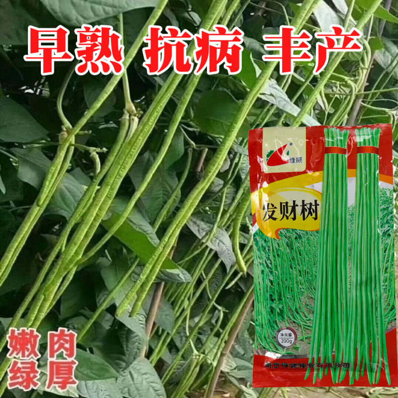 绿领发财树绿豇豆种子早熟高产耐热四季播大田长豆角原装品种