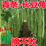 绿领发财树绿豇豆种子早熟高产耐热四季播大田长豆角原装品种