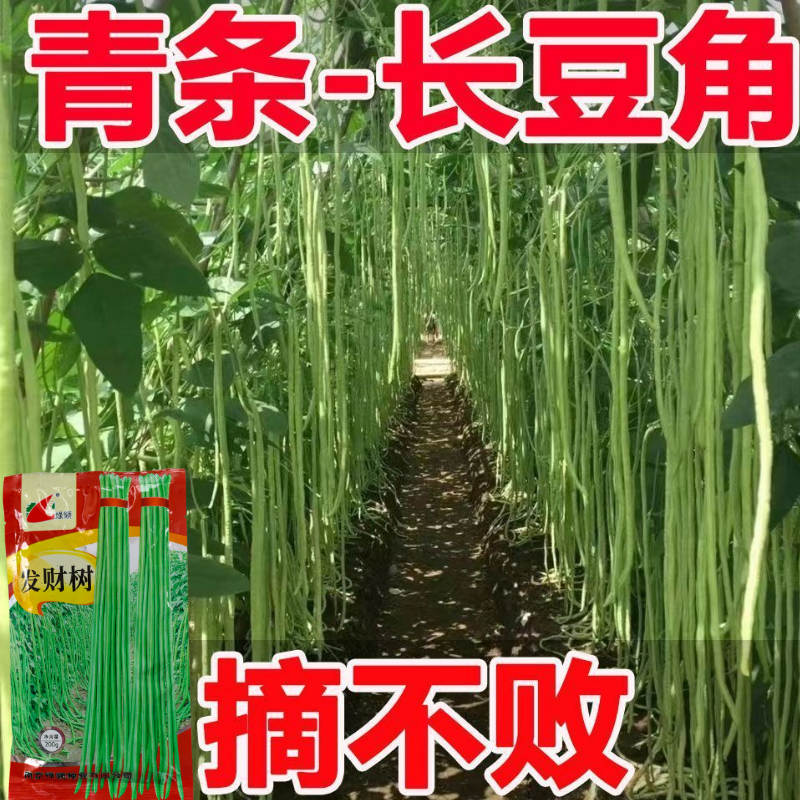 绿领发财树绿豇豆种子早熟高产耐热四季播大田长豆角原装品种