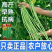 绿领发财树绿豇豆种子早熟高产耐热四季播大田长豆角原装品种
