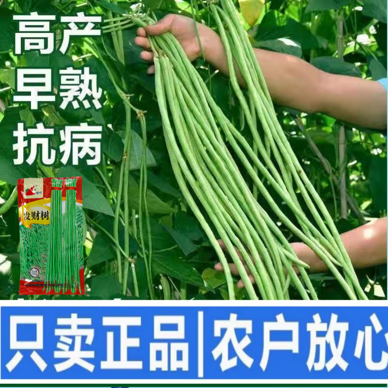 绿领发财树绿豇豆种子早熟高产耐热四季播大田长豆角原装品种