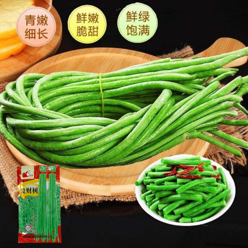 绿领发财树绿豇豆种子早熟高产耐热四季播大田长豆角原装品种