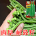 绿领发财树绿豇豆种子早熟高产耐热四季播大田长豆角原装品种