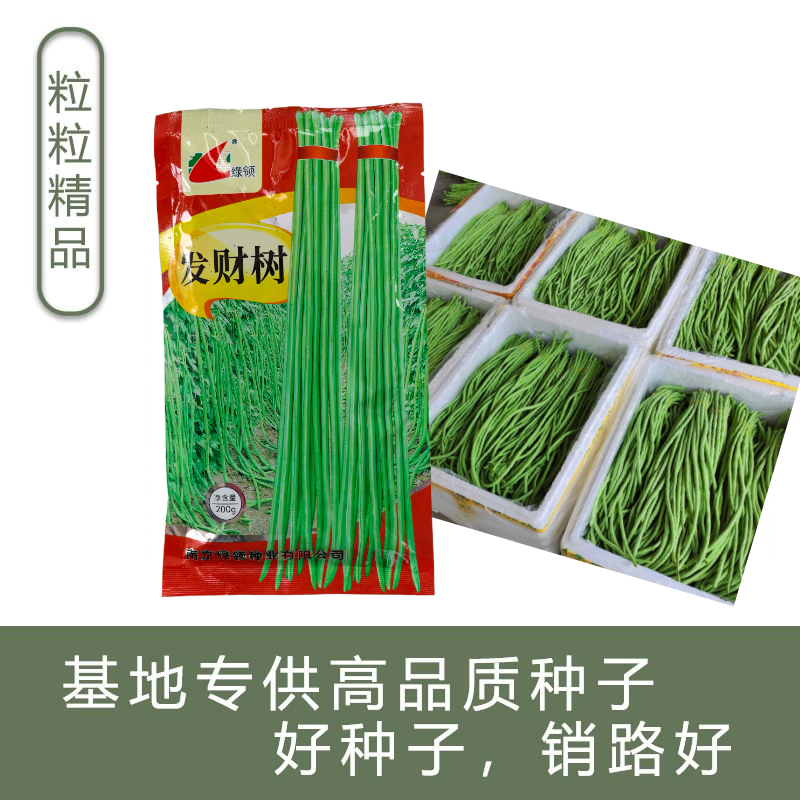 绿领发财树绿豇豆种子早熟高产耐热四季播大田长豆角原装品种