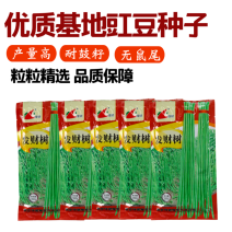 绿领发财树绿豇豆种子早熟高产耐热四季播大田长豆角原装品种