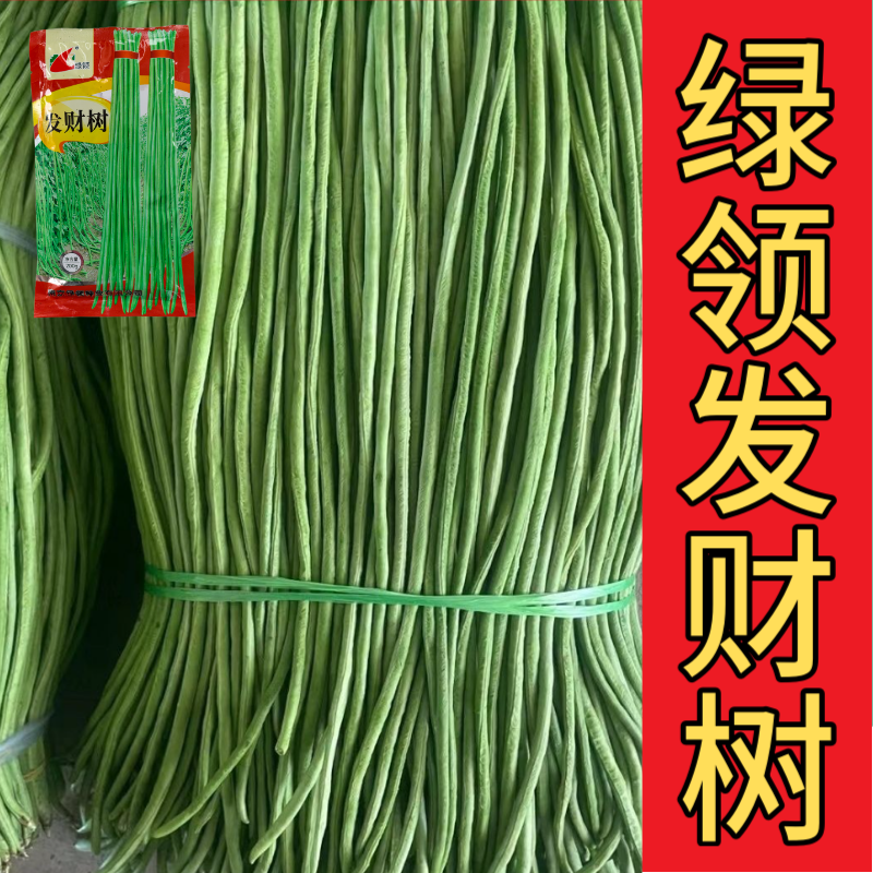 绿领发财树绿豇豆种子早熟高产耐热四季播大田长豆角原装品种