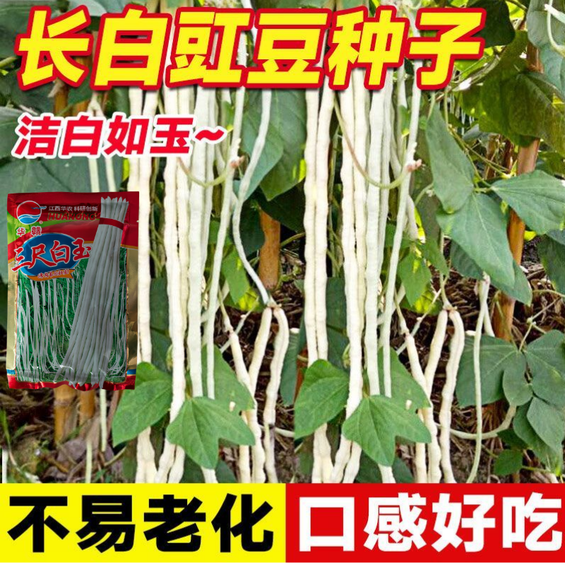 华赣三尺白玉豆角种子早熟荚粗糯性好厚肉银白纯白豆角种江西