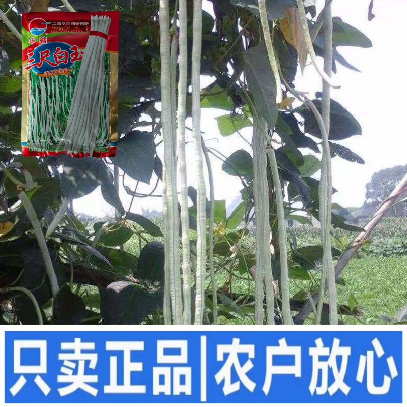 华赣三尺白玉豆角种子早熟荚粗糯性好厚肉银白纯白豆角种江西