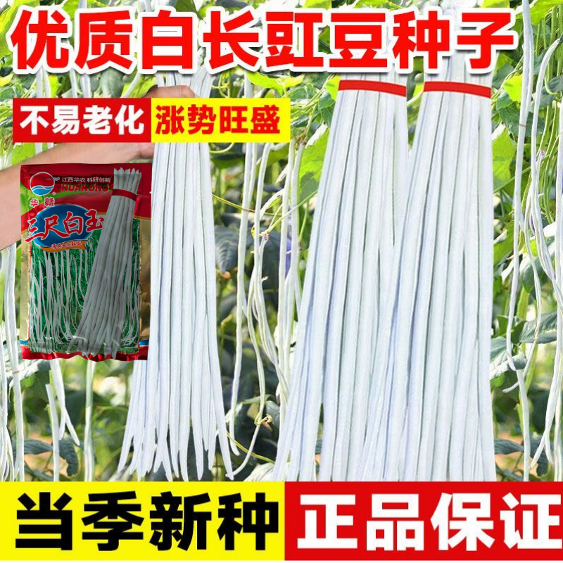 华赣三尺白玉豆角种子早熟荚粗糯性好厚肉银白纯白豆角种江西