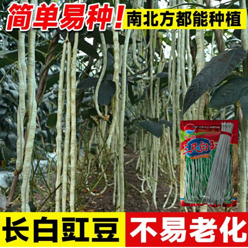 华赣三尺白玉豆角种子早熟荚粗糯性好厚肉银白纯白豆角种江西
