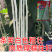 华赣三尺白玉豆角种子早熟荚粗糯性好厚肉银白纯白豆角种江西