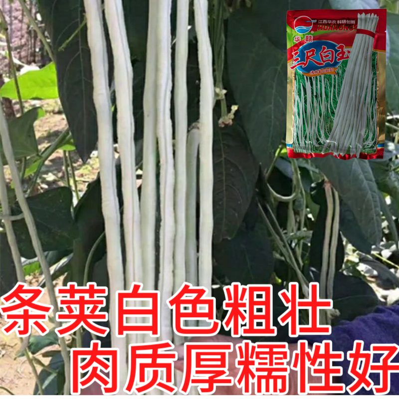 华赣三尺白玉豆角种子早熟荚粗糯性好厚肉银白纯白豆角种江西