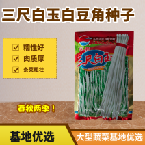 华赣三尺白玉豆角种子早熟荚粗糯性好厚肉银白纯白豆角种江西