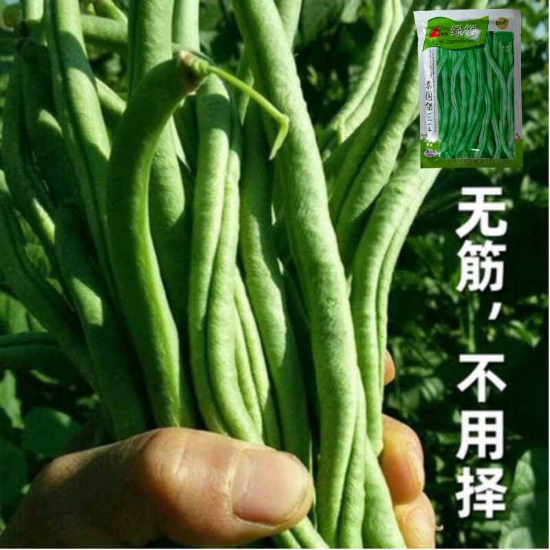 四季豆种子绿领泰国架豆王中熟高产抗病无筋荚绿色肉厚四季豆